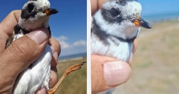 Молодий пісочник у руці людини на фоні моря та піщаного берега
